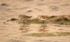 White-rumped Sandpiper at Two Tree Island (West) (Richard Howard) (101733 bytes) White-rumped Sandpiper at Two Tree Island (West) (Richard Howard) (101733 bytes)